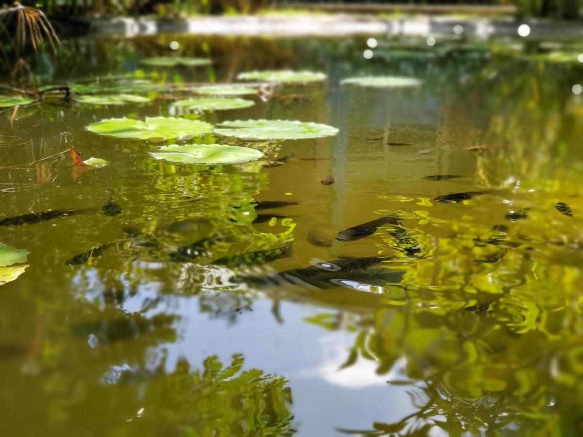 Hotel La Diguoise La Digue Zewnętrze zdjęcie