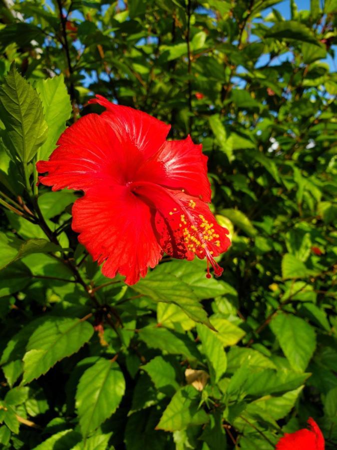 Hotel La Diguoise La Digue Zewnętrze zdjęcie