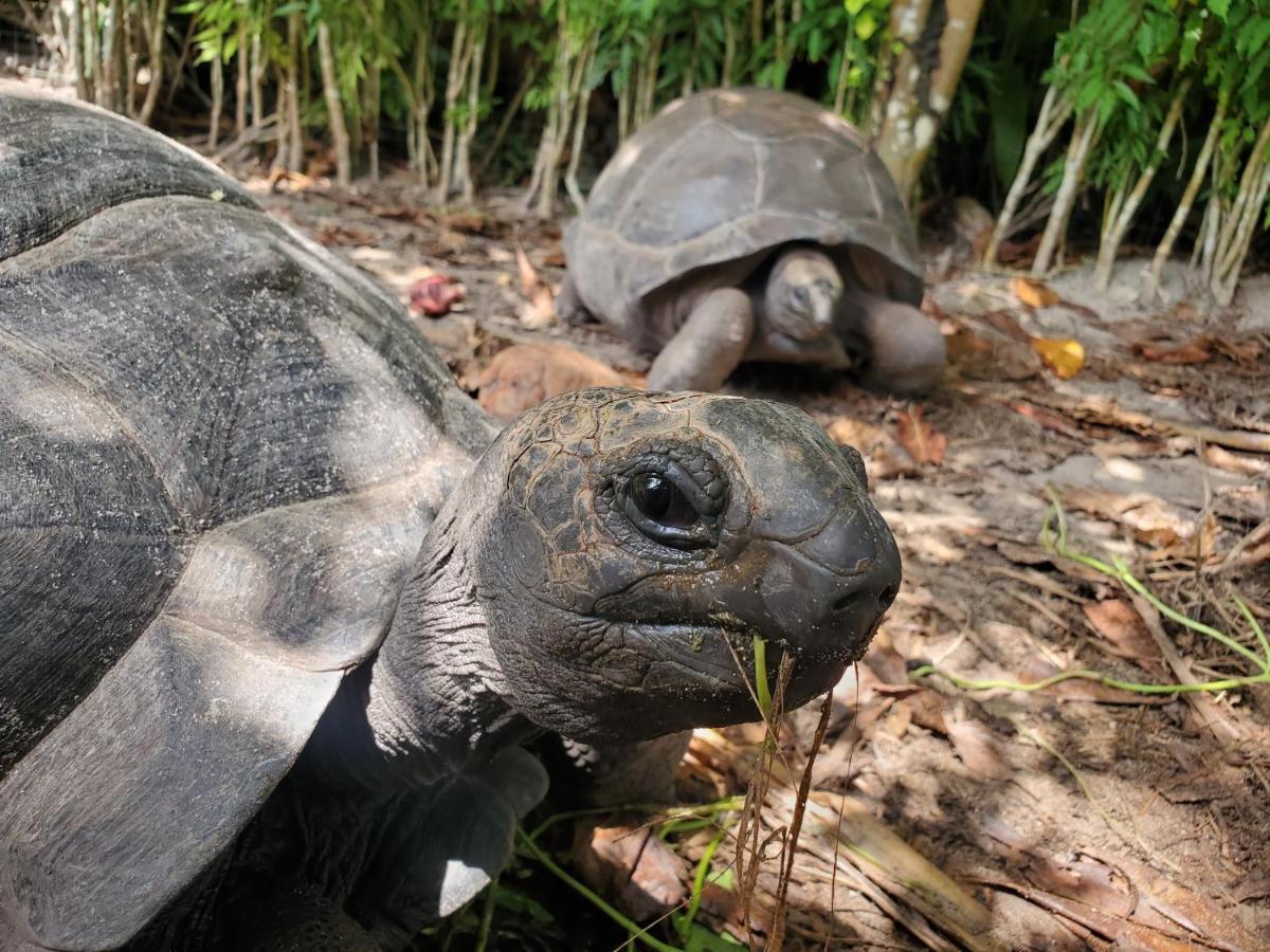 Hotel La Diguoise La Digue Zewnętrze zdjęcie