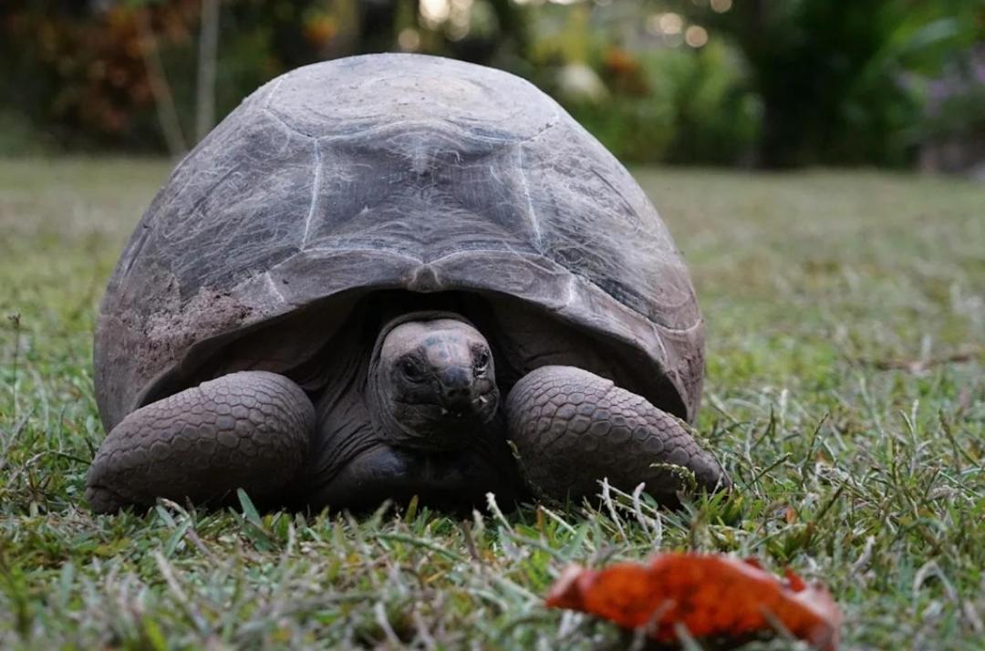 Hotel La Diguoise La Digue Zewnętrze zdjęcie